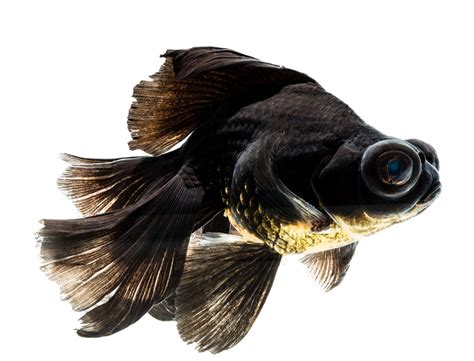 Black Moor Goldfish Care, Information, & Pictures - Build Your Aquarium