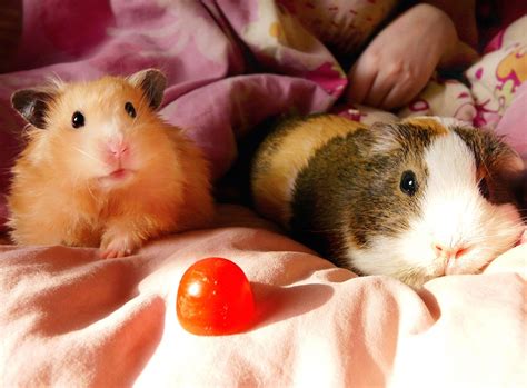 11 Amazing Difference Between Hamster and Guinea Pig with Similarities | Animal Differences