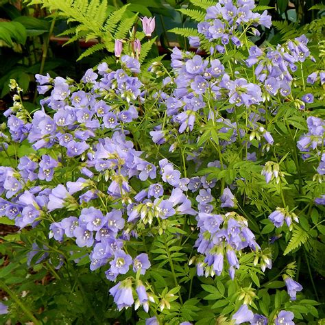 Jacob's-ladder (Polemonium reptans) – Wild Seed Project Shop