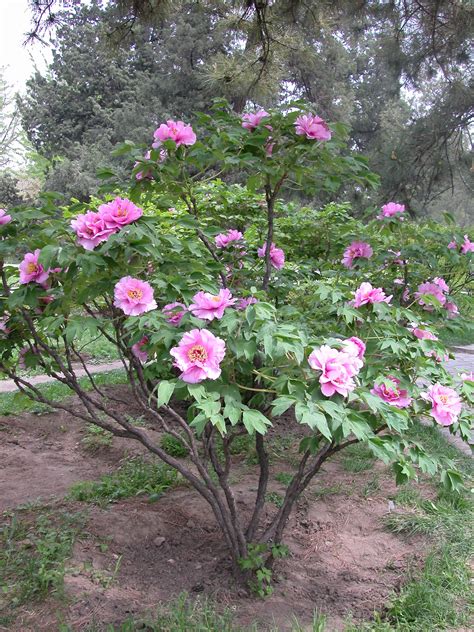 Free photo: Tree Peony - Beautiful, Beijing, Bloom - Free Download - Jooinn