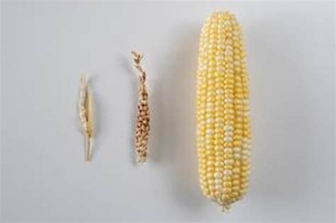 What’s Growing On: How Corn Was Born