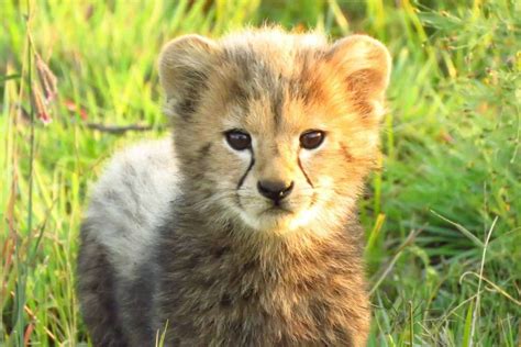 Rietvlei Nature Reserve gets five new cheetah cubs