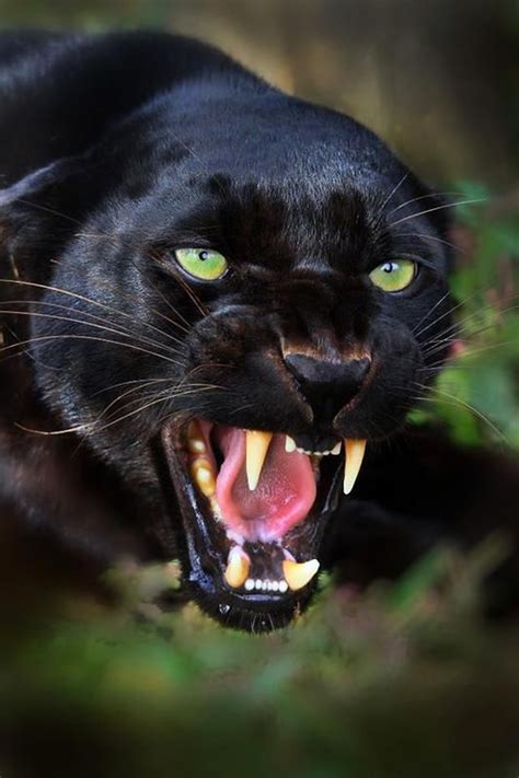 🔥 Black Panther reminding us they are carnivores : r/NatureIsFuckingLit