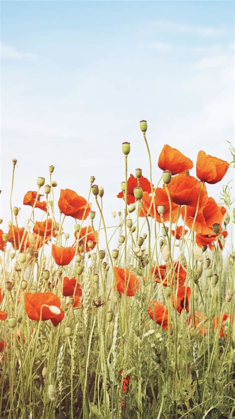 Red poppies wallpaper | Poppy wallpaper, Plant wallpaper, Red poppies