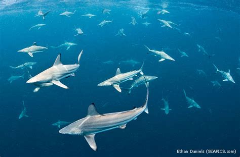 Annual shark migration along Florida Coast - Strange Sounds