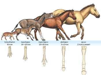 Hyracotherium - Alchetron, The Free Social Encyclopedia