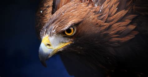 Eagle 4k Wallpapers - Wallpaper Cave