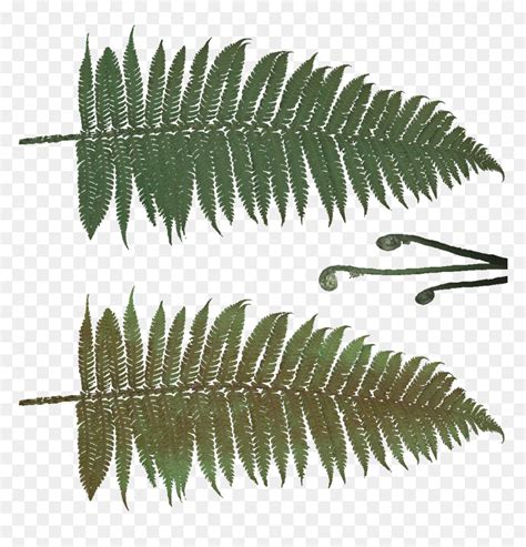 Fern Leaf Texture Png, Transparent Png - vhv