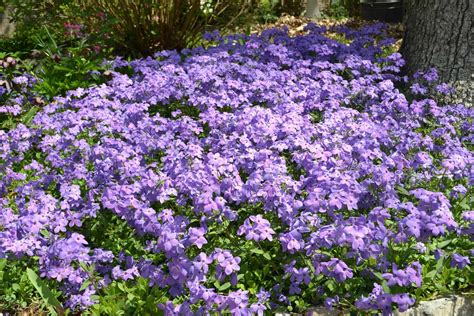 Creeping Plant With Purple Flowers