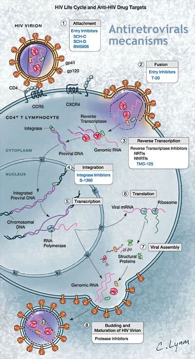 mechanism of action - Pharmacology Corner