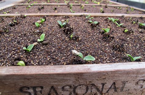 How Do I Grow Artichoke? | Planting Guide | joe gardener®