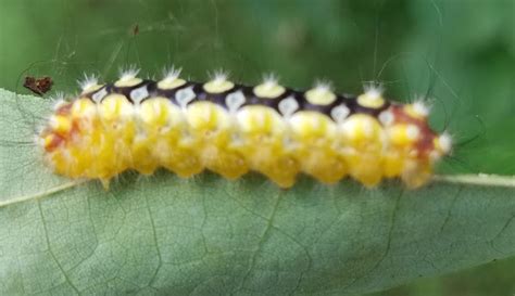 White Flannel Moth caterpillar | Project Noah