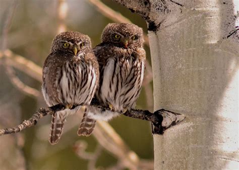 Northern Pygmy-Owl Research — Colorado Avian Research and ...