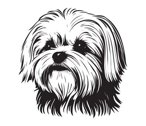 Maltese Face, Silhouette Dog Face, black and white Maltese vector 22925110 Vector Art at Vecteezy