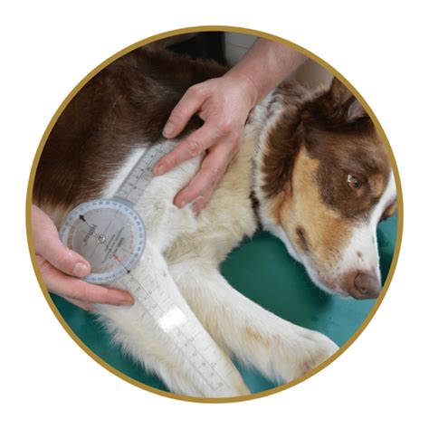 Elbow Dysplasia In Dogs | Dog Elbow Arthritis | Pet CT scan | Physio-Vet