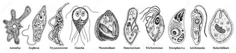 Protozoa Most Common Diseases Set Stock Vector - Illustration of ...