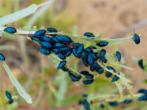 Vegetable Flea Beetle Control - How To Kill Flea Beetles In Vegetables