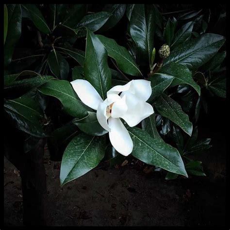 Magnolia Flower Meaning • Discover the most interesting facts about it