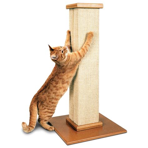 Cat Supplies: Kitten Accessories & Products | PetSmart