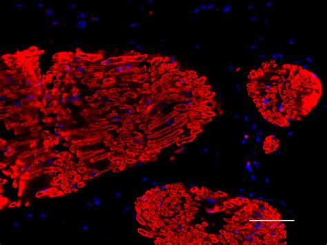 Purified anti-Myelin Protein Zero Antibody, Myelin Protein Zero, 58A