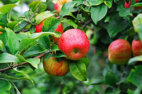 Brown Leaves On Your Apple Tree? These Solutions Can Help With Recovery ...