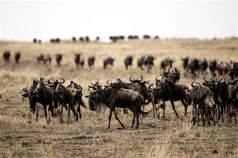 Masai Mara Safari - A guide for wildlife photographers