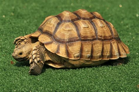 Brown and Black Turtle on Green Grass · Free Stock Photo