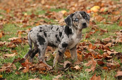 Louisiana Catahoula Leopard Dog Info, Temperament, Puppies, Pictures