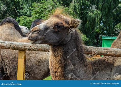 The face of a camel stock image. Image of sahara, ride - 112059435