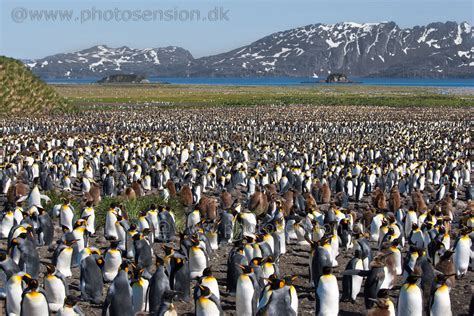 King penguin colony at Salisbury Plain.