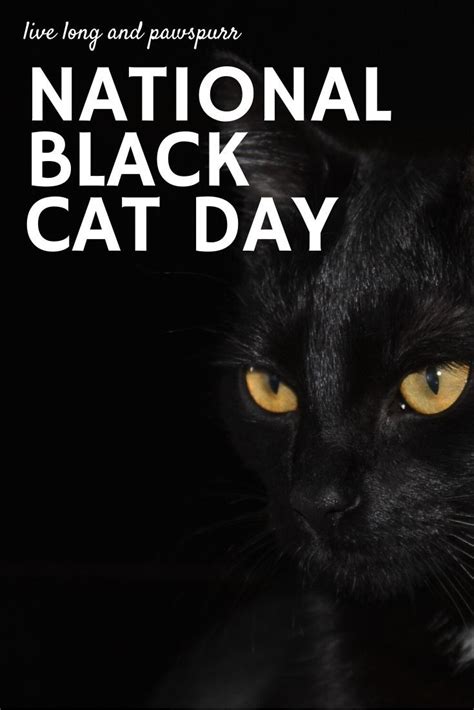 All About National Black Cat Day in 2024 | National black cat day, Black cat day, Black cat ...