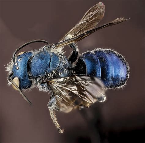 Researchers Rediscover Ultra-Rare BLUE Bee, Long Thought to Be Lost, in ...