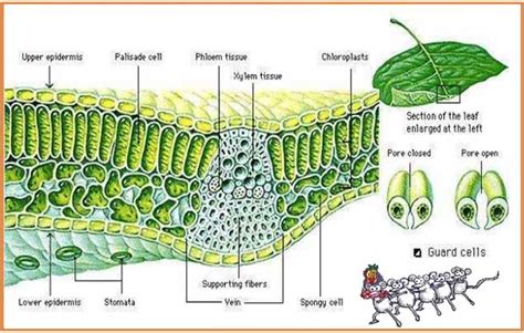 Jaringan Epidermis Pada Tumbuhan - Homecare24