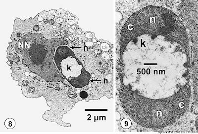 Skeptic Wonder: Sunday Protist - Perkinsela: Life as an organelle