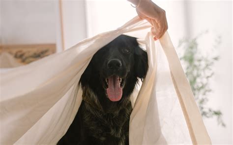 Should You Let Your Dog Sleep On Your Bed? | Avocado Green® Magazine