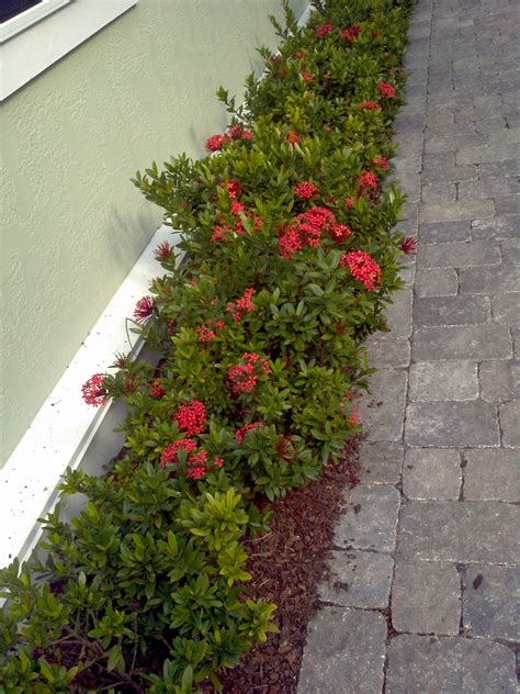 Buy Ixora in Orlando, Florida, Lake Mary, Kissimmee, Sanford