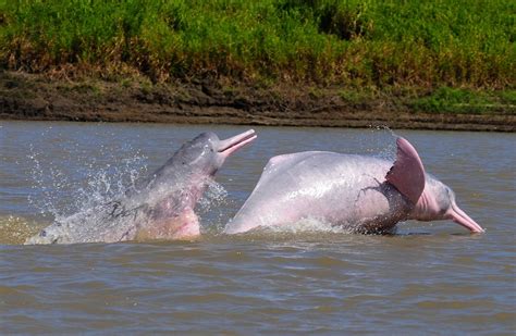 Amazon River Dolphin Habitat