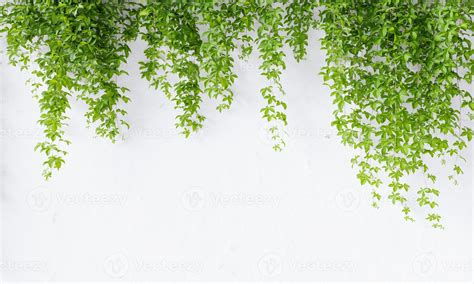 Virginia creeper vine on white concrete wall background with copy space ...