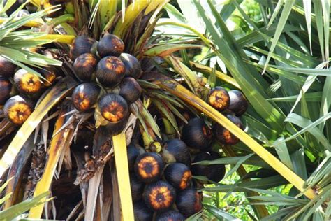 #Toddy Palm Seeds Mahabalipuram toddy palm #Street #Food #India #ekPlate #ekplatetoddy | Fruit ...