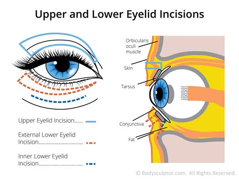 Eyelid Diagram Labeled