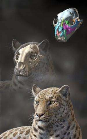 Oldest big cat fossil found in Tibet