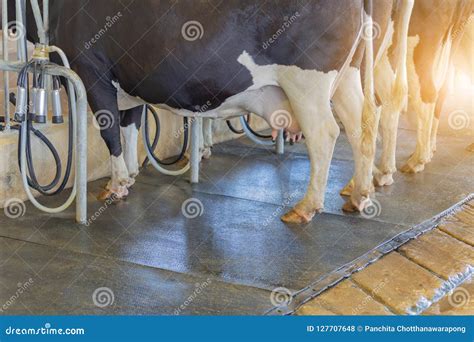 Cow Milking Facility and Machine Milking Equipment in Farm Stock Photo ...