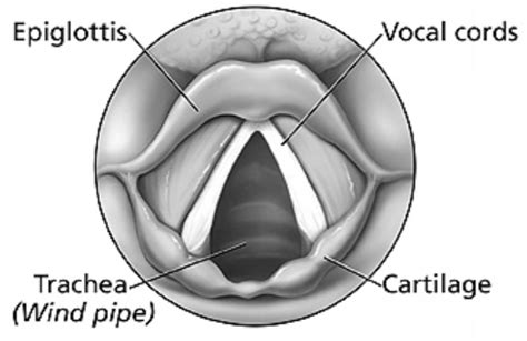 Sketch larynx and explain its function in your own words.