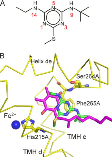 Plastoquinone and terbutryn binding in PSIIcc. A , structural for- mula... | Download Scientific ...