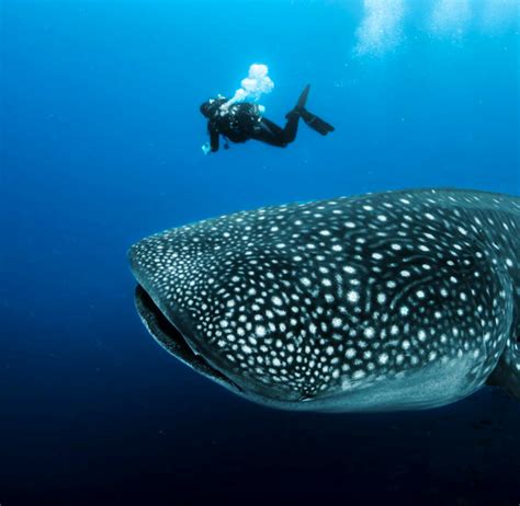 Whale Shark Conservation & Diving | Volunteer in Belize 2024