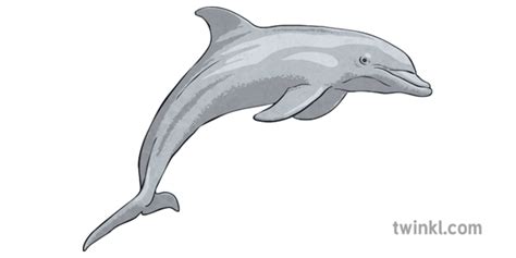 Bottlenose Dolphin Illustration - Twinkl