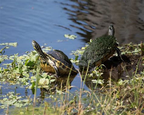 Can Box Turtles Swim?