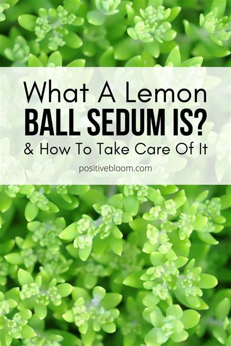 What A Lemon Ball Sedum Is And How To Take Care Of It