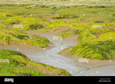 Common glasswort (Salicornia europaea) growing on regenerated saltmarsh ...