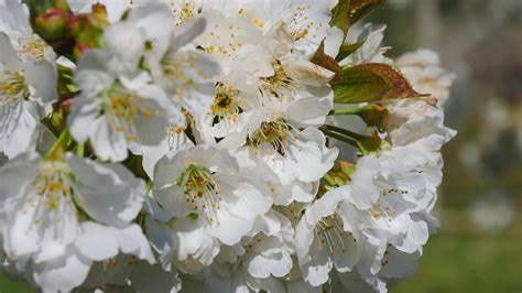 Apple Tree Flowers Blossoming Close Up 7503585 Stock Video at Vecteezy